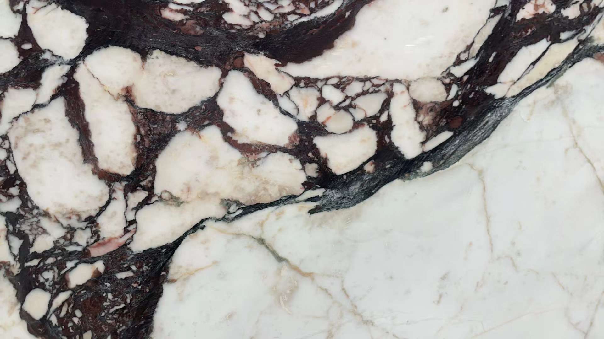 Burgundy breccia and creamy white clasts in premium Calacatta Viola marble